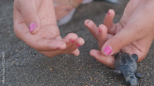 Close-up of a girl's hand as she releases a baby sea turtle after helping it across the beach. photo