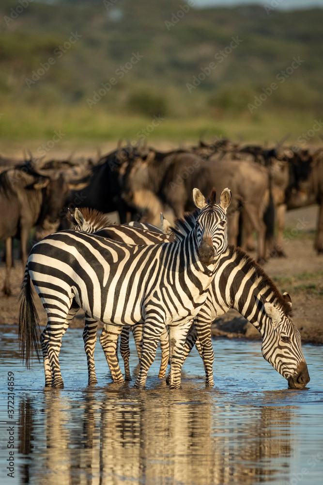Vertical portrait of zebra herd standing in the shallows of a river in Ndutu Ngorongoro Tanzania Vertical portrait of zebra herd standing in the shallows of a river in Ndutu Ngorongoro Tanzania
