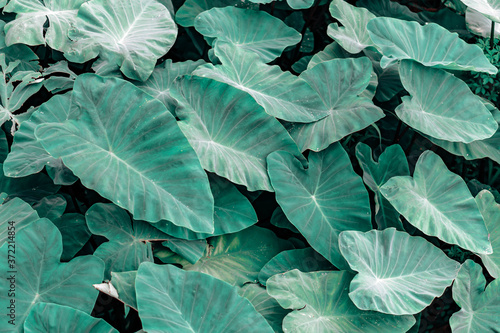 Wallpaper Mural Green tropical leaves background texture Torontodigital.ca