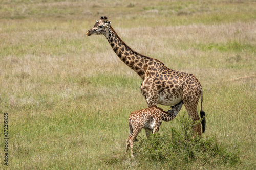 Female mother giraffe feeding baby giraffe in Masai Mara Kenya