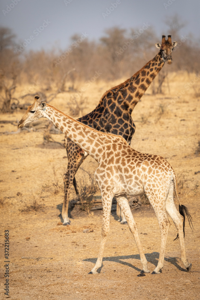 Obraz premium Vertical full body of two giraffe walking in dry winter bush in Kruger Park South Africa