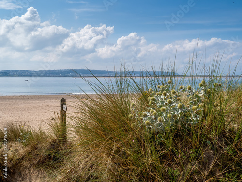 Sea holly and sand dunes near Crow Point, North Devon, UK.