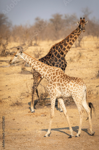 Vertical full body of two giraffe walking in dry winter bush in Kruger Park South Africa
