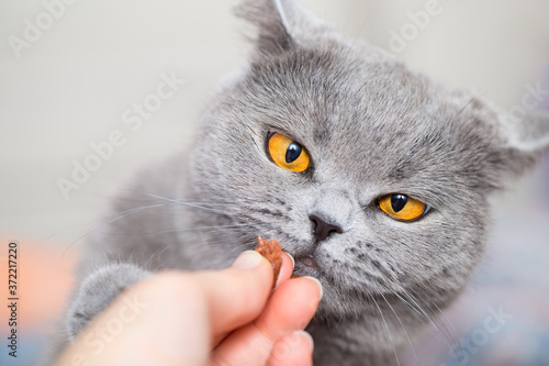 Canvas Print Give treats to a British cat