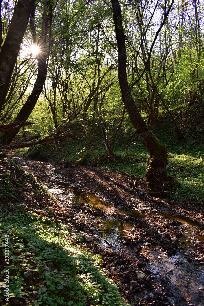 small river through the forest with sunbeams in spring season