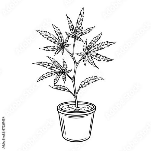 Hemp potted plant.