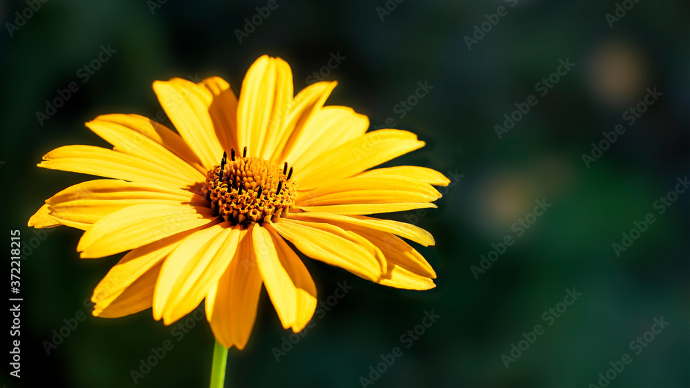 Yellow flower. Flowers in the garden.Heliopsis. Sunflower family. Wild yellow chamomile flower. It is called a false sunflower. Close-up Yellow flower. Flowers in the garden.Heliopsis. Sunflower family. Wild yellow chamomile flower. It is called a false sunflower. Close-up