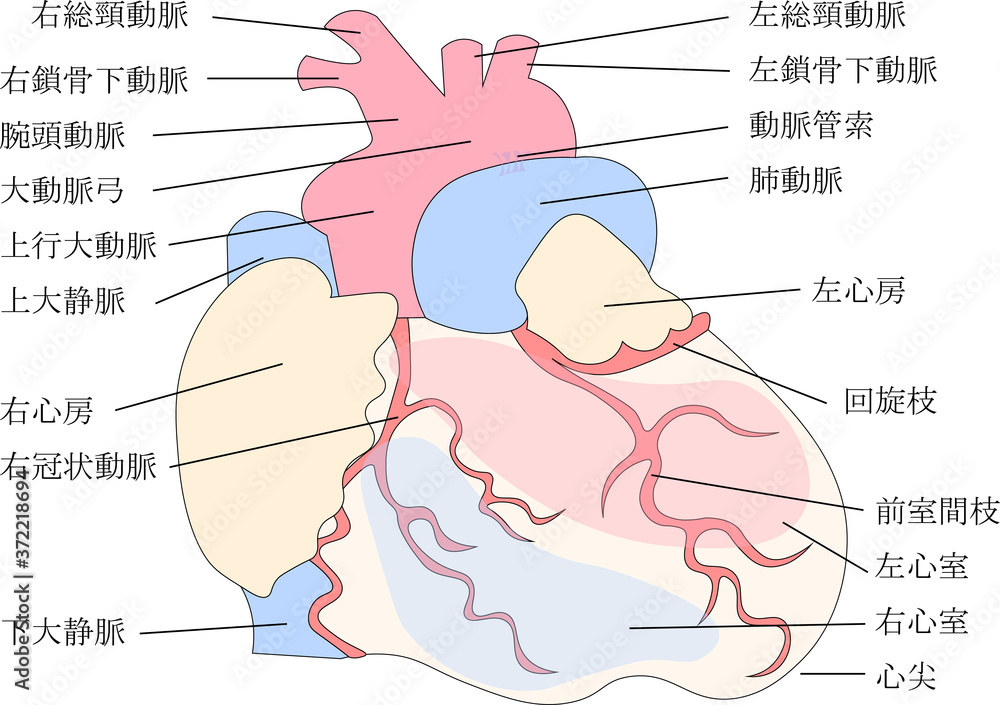 Obraz premium 心臓構造