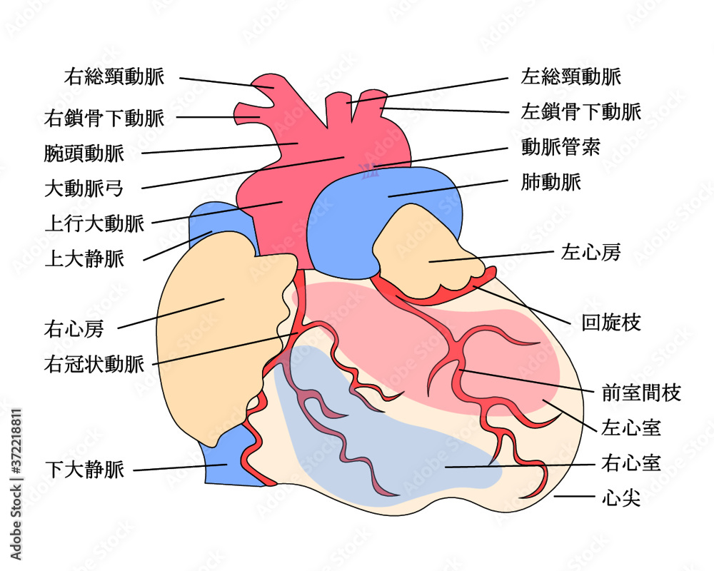Obraz premium 心臓構造