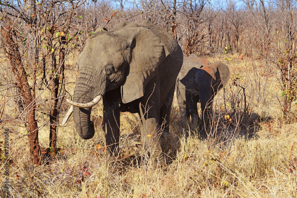 Elefant im Krüger Nationalpark in Südafrika 