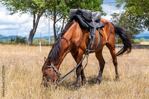 Horse for walking tourists on the dried grass, Bazaleti