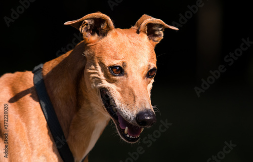 dog looking breed english greyhound