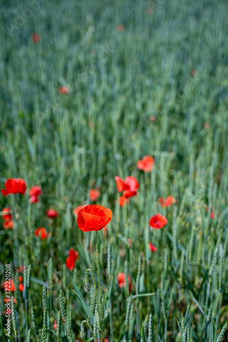 Red  common  field poppy  Papaver rhoeas  flowers on spring meadow. Poppies are herbaceous plants  notable as an agricultural weed. After World War I as a symbol of dead soldiers. Also call corn poppy