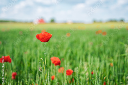 Red  common  field poppy  Papaver rhoeas  flowers on spring meadow. Poppies are herbaceous plants  notable as an agricultural weed. After World War I as a symbol of dead soldiers. Also call corn poppy