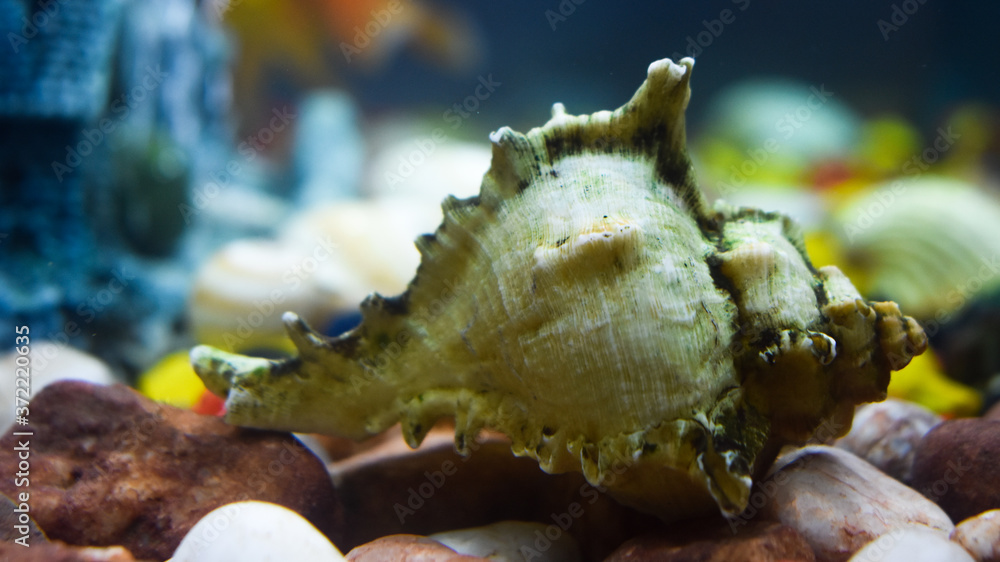 Sea shell inside the aquarium for decoration Sea shell inside the aquarium for decoration