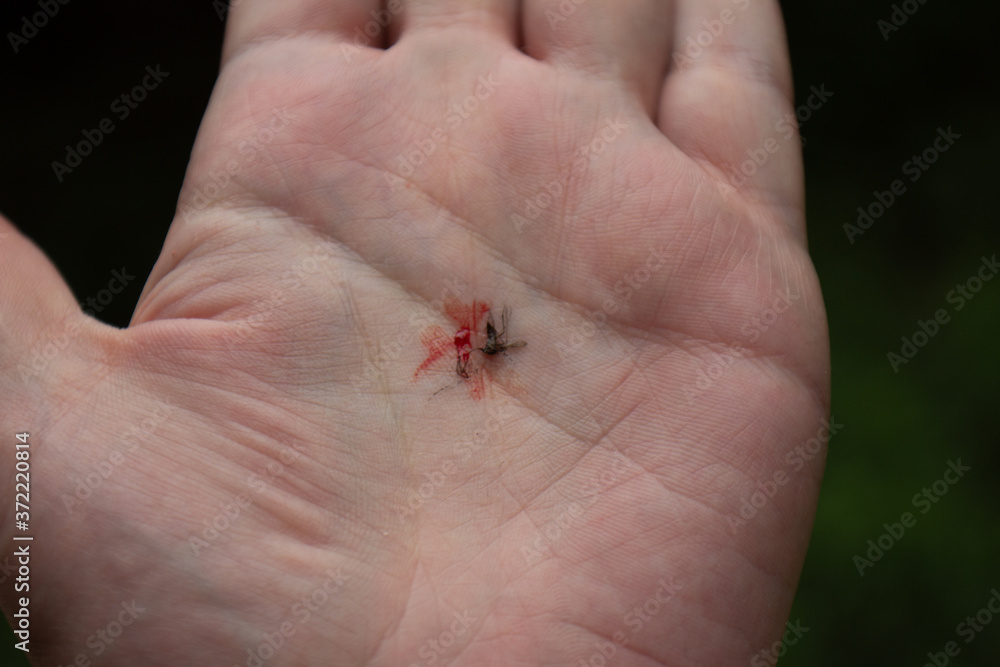 Dead mosquito with blood in a hand Dead mosquito with blood in a hand