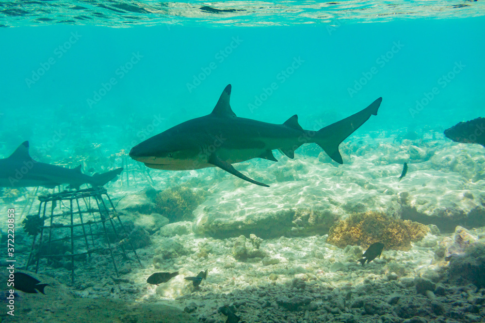 Obraz premium Blacktip Reef Shark (Carcharhinus melanopterus) photographed in the Maldives