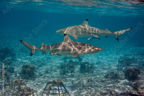 Blacktip Reef Shark (Carcharhinus melanopterus) photographed in the Maldives