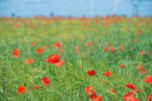 Red  common  field poppy  Papaver rhoeas  flowers on spring meadow. Poppies are herbaceous plants  notable as an agricultural weed. After World War I as a symbol of dead soldiers. Also call corn poppy