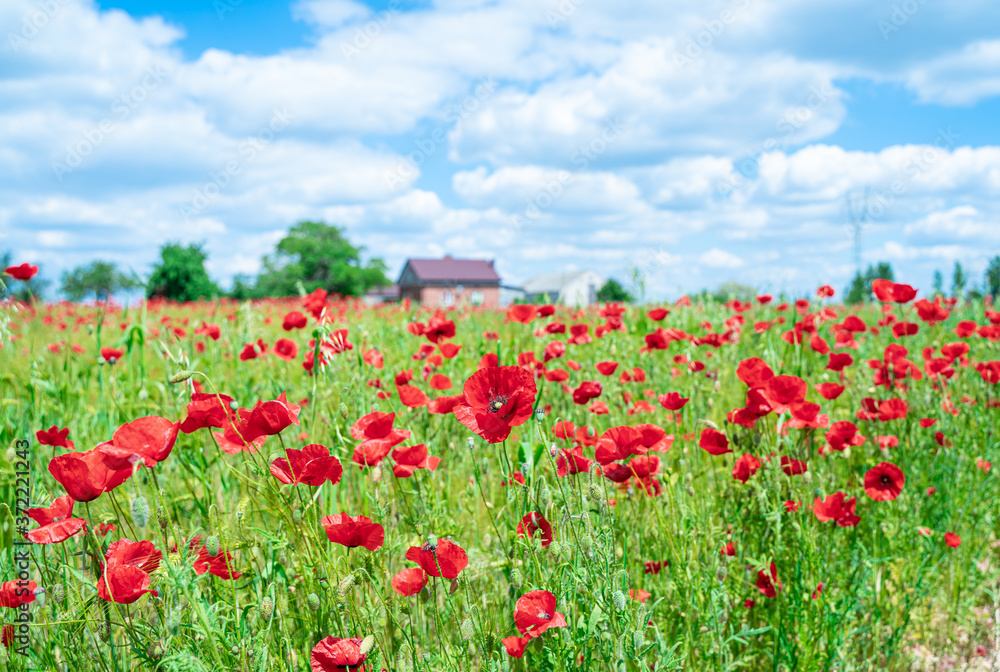 Red, common, field poppy (Papaver rhoeas) flowers on spring meadow. Poppies are herbaceous plants, notable as an agricultural weed. After World War I as a symbol of dead soldiers. Also call corn poppy Red, common, field poppy (Papaver rhoeas) flowers on spring meadow. Poppies are herbaceous plants, notable as an agricultural weed. After World War I as a symbol of dead soldiers. Also call corn poppy