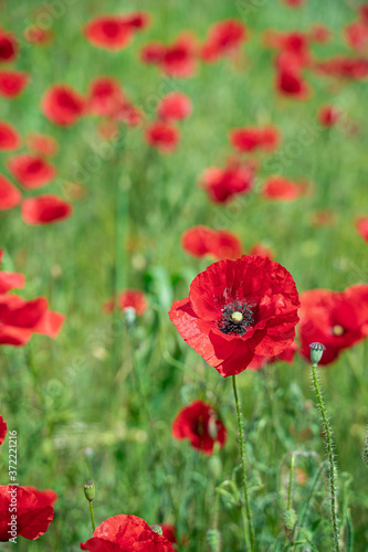 Red, common, field poppy (Papaver rhoeas) flowers on spring meadow. Poppies are herbaceous plants, notable as an agricultural weed. After World War I as a symbol of dead soldiers. Also call corn poppy