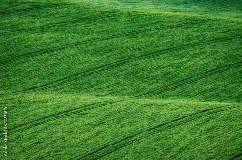 Green grass field background © Roxana