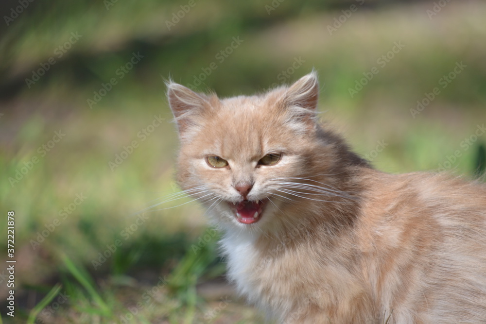 Angry cat on grass