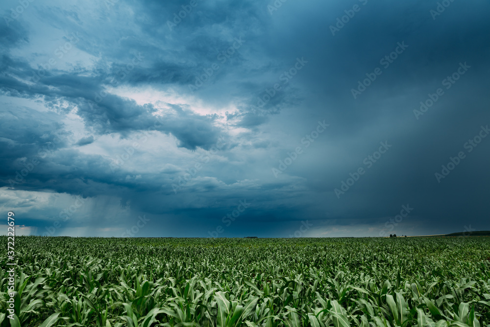 Rainy Sky With Rain Clouds On Horizon Above Rural Landscape Maize Field. Young Green Corn Plantation.