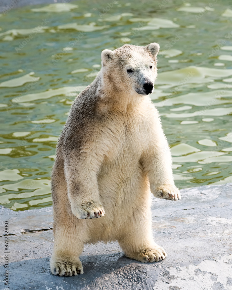Fototapeta premium Cute polar white bear cub stands on its hind legs