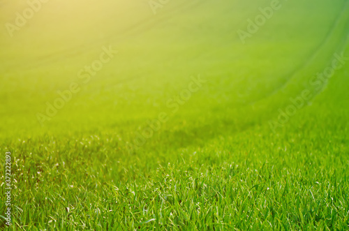 Green grass field background