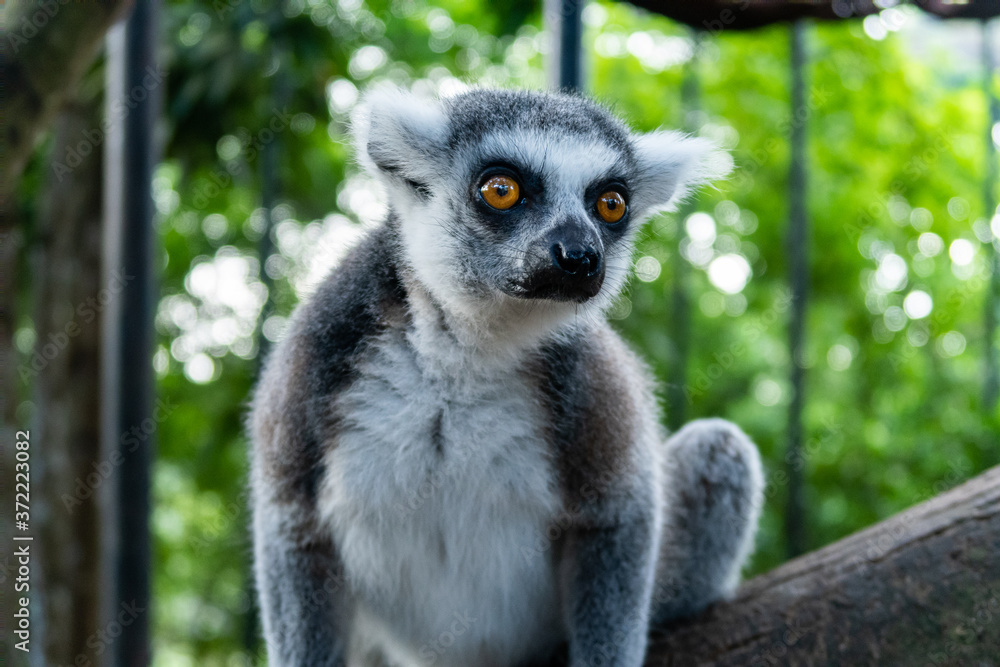 Close-up portrait of white and grey lemur with big brown eyes (latin: lemur catta) looking ahead with vivid green background. Cheetah's Rock, animal conservation centre on Zanzibar. Close-up portrait of white and grey lemur with big brown eyes (latin: lemur catta) looking ahead with vivid green background. Cheetah's Rock, animal conservation centre on Zanzibar.