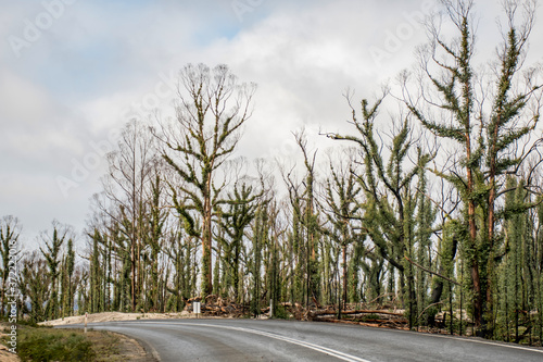 Australian bushfires aftermath: eucalyptus trees damaged by the fire recovering six months after severe bushfires . Imlay Road, NSW. photo