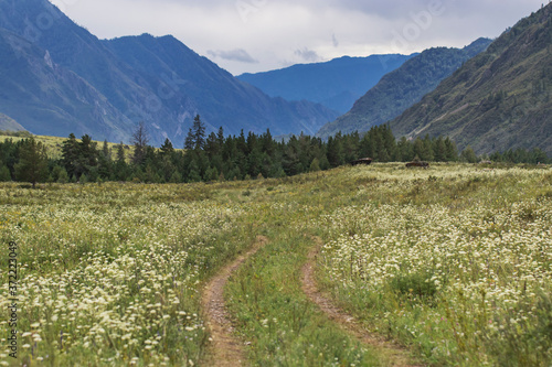 Field road among white flowers. Landscape with a pine forest and high mountains in the Altai Republic.