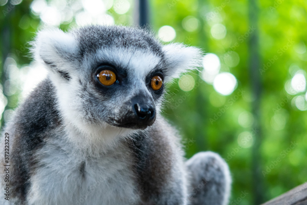Obraz premium Close-up portret białego i szarego lemura z dużymi brązowymi oczami (łac .: lemur catta) patrząc w przyszłość z żywym zielonym tłem. Cheetah's Rock, centrum ochrony zwierząt na Zanzibarze.