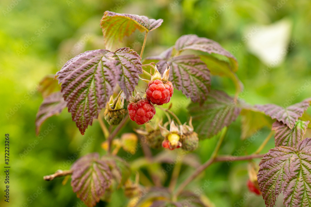 raspberry, raspberries, wild, wild raspberries, berry, berry, fruit, food, nature, natural