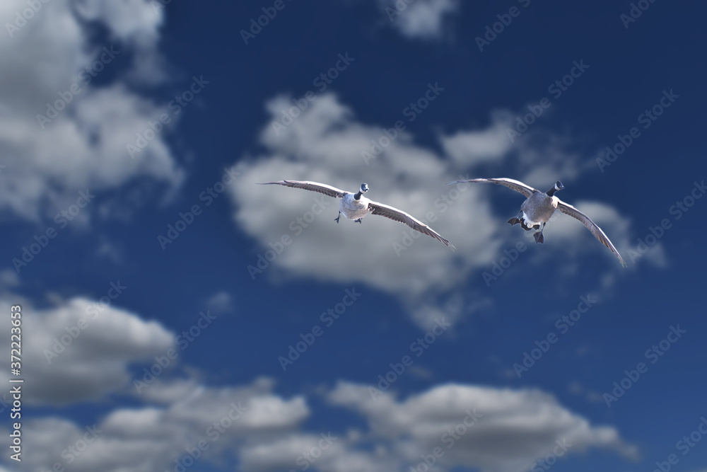 Fototapeta premium Two Canada Gesse in flight with clouds and blue sky in the background