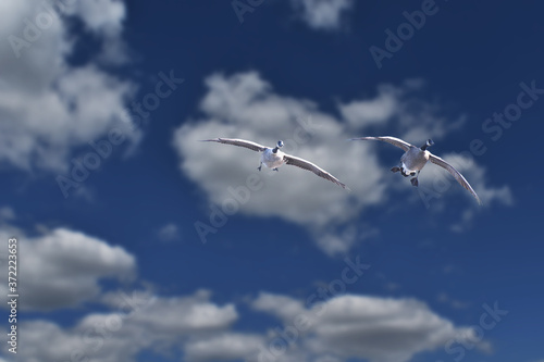 Two Canada Gesse in flight with clouds and blue sky in the background