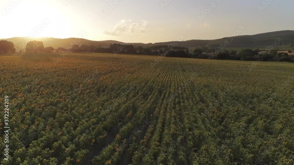sunflower fields from the air. campos de girasoles desde el aire sunflower fields from the air. campos de girasoles desde el aire