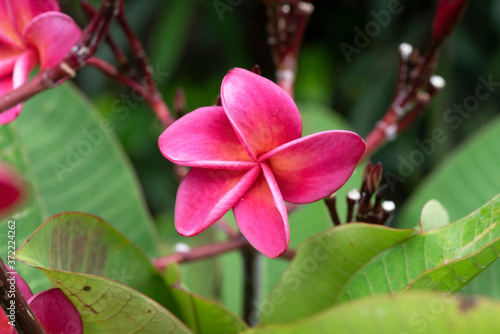 pink frangipani flower