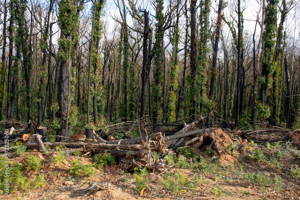 Australian bushfires aftermath: eucalyptus trees damaged by the fire recovering six months after severe bushfires . Imlay Road, NSW. Australian bushfires aftermath: eucalyptus trees damaged by the fire recovering six months after severe bushfires . Imlay Road, NSW.