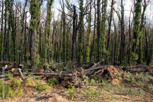 Australian bushfires aftermath: eucalyptus trees damaged by the fire recovering six months after severe bushfires . Imlay Road, NSW.