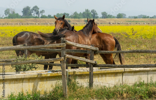 Italy, Tuscany, Alberese natural park of the Maremma, Uccellina, horses in the wild photo