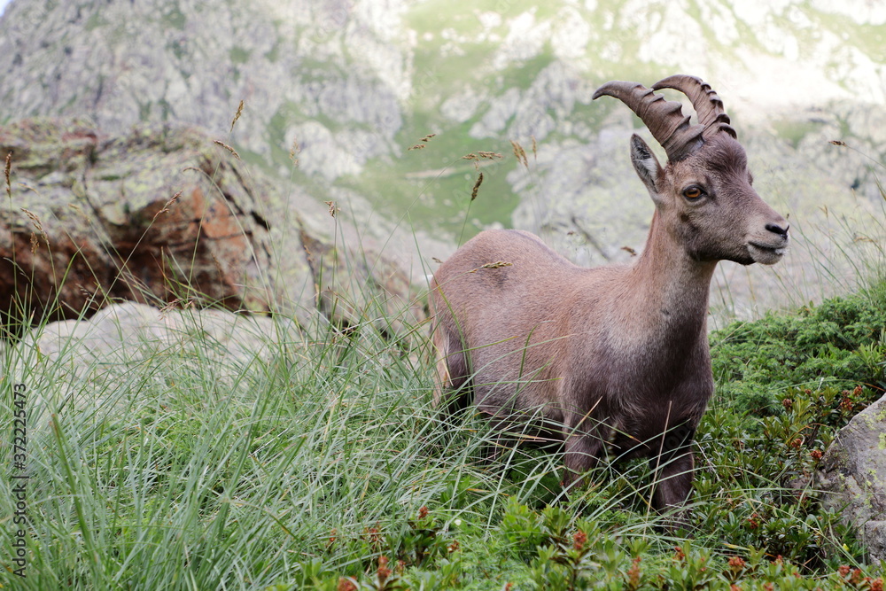 Alpine steinbock in Italian mountains Alpine steinbock in Italian mountains