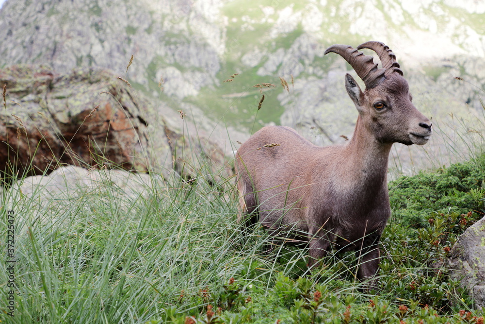 Alpine steinbock in Italian mountains