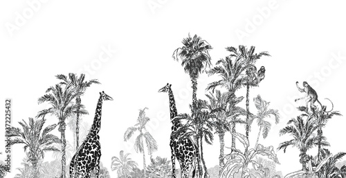 Panorama View Giraffe in Jungle Trees, Palms Wildlife Etching Black and White Seamless Border Back Drop Toile
