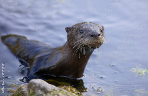 Young river otter comes up to check me out in a local pond 