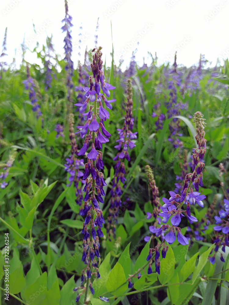 Photo willow-tea blooming with purple flowers on a field in summer.