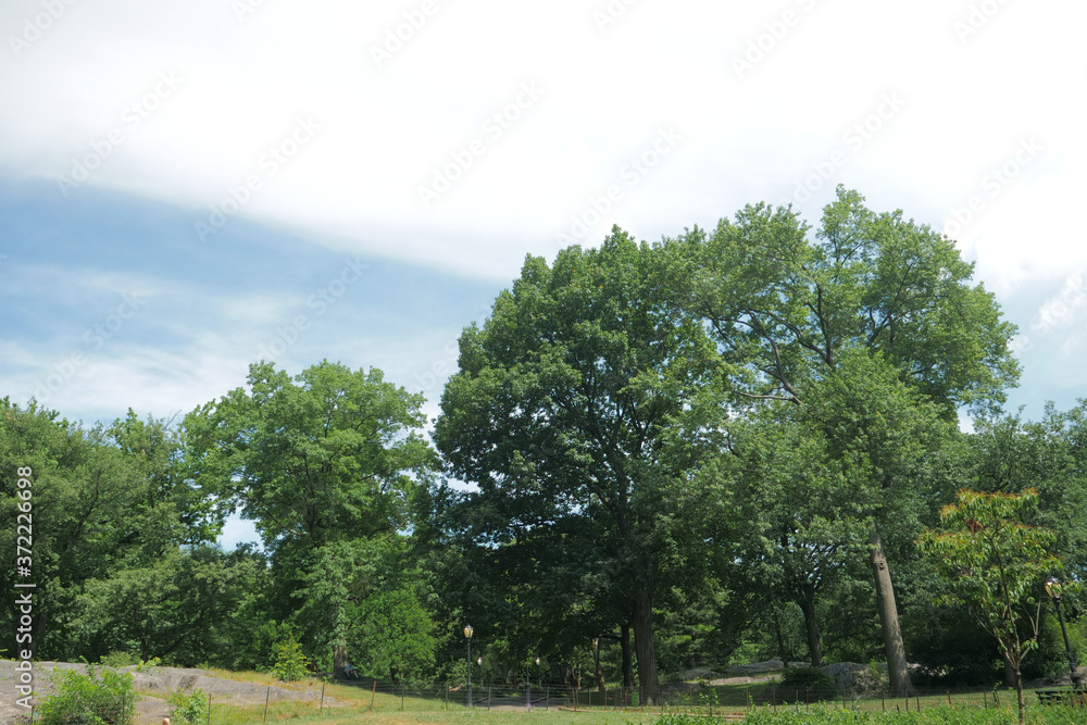Fototapeta premium landscape of sky ,clouds, and tree