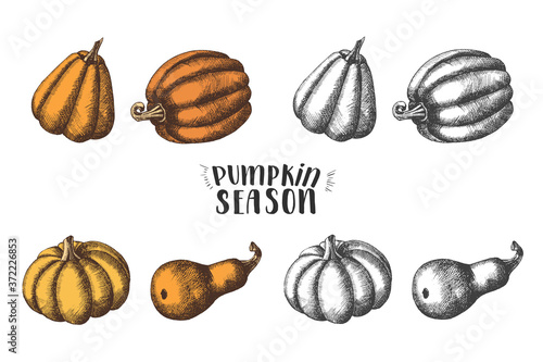 Pumpkin set. Hand drawn colored and monochrome pumpkins. Hand made Lettering - pumpkin season. Sketch. Engraving illustration.