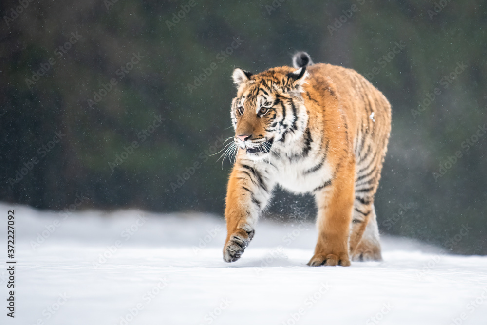 Fototapeta premium Siberian Tiger running in snow. Beautiful, dynamic and powerful photo of this majestic animal. Set in environment typical for this amazing animal. Birches and meadows
